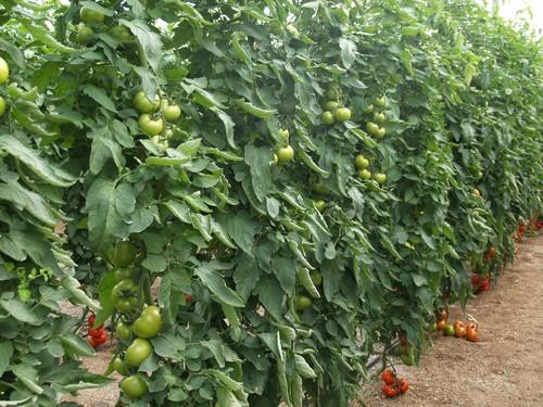 El tomate ‘Ninette’ brilla en las jornadas de puertas abiertas de Hazera España