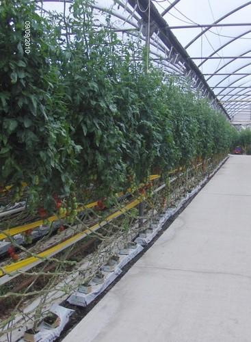 ICC Ingeniería y Centro de Cálculo desarrolla varias plantas de cogeneración en Almería y Murcia