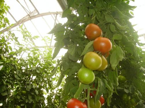 Del campo a la mesa el precio de los alimentos de multiplica por cuatro