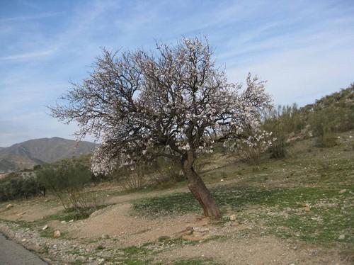 La exportación de almendra de Almería se incrementa un 61,5% entre enero y noviembre de 2010