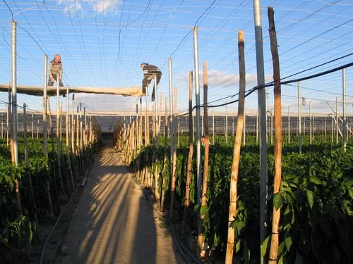 El MARM ha efectuado el pago de las ayudas destinadas a los agricultores con daños en sus explotaciones no amparados por el sistema de Seguros Agrarios