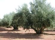 Agricultura continúa avanzando en el posicionamiento andaluz sobre la PAC mediante nuevas reuniones con el sector