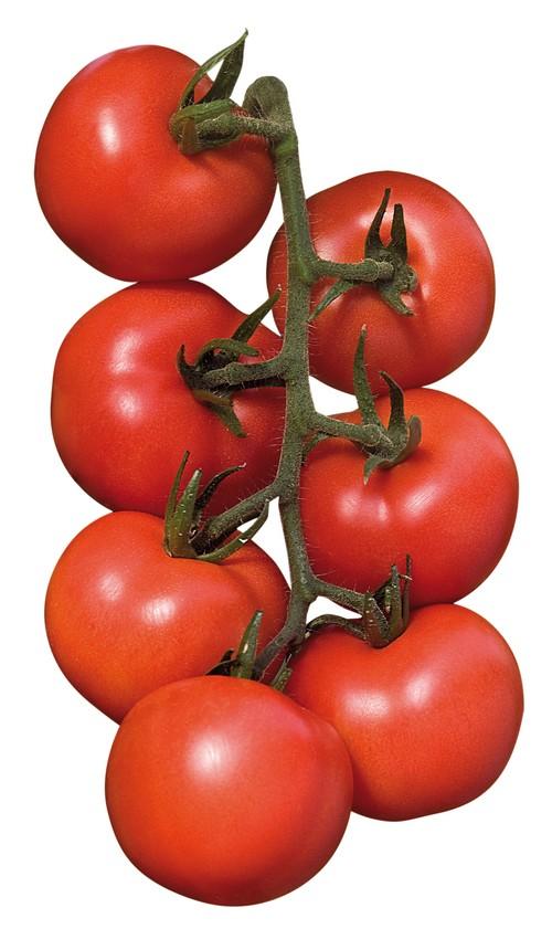 Alterio, la variedad que ofrece la máxima calidad y más alta producción en tomate ramo