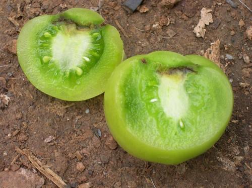 Agricultura confirma el éxito del control integrado contra la Tuta Absoluta en cultivos de tomate para consumo en fresco