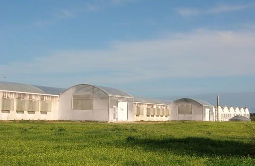 Syngenta Bioline inaugura una nueva biofábrica de insectos y ácaros beneficiosos en Portugal para liderar el mercado de Manejo Integrado de Cultivos (ICM)