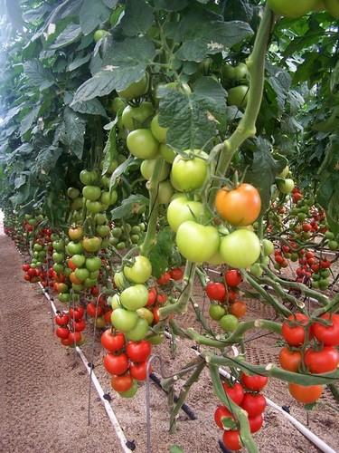 Fundación Cajamar patrocina la I Jornada Técnica sobre “Alternativas al Cultivo del Tomate” para los agricultores del campo murciano
