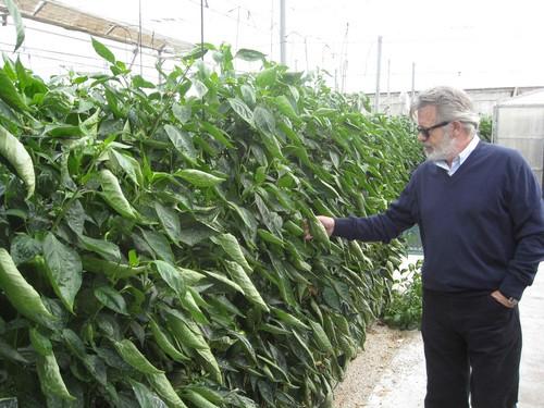 Los horticultores de Almería incrementan un 3% la superficie de cultivos con control biológico esta campaña