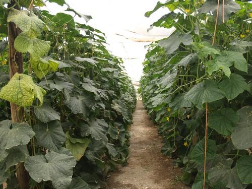 La ESTIA de la Universidad de León se solidariza con los productores hortofrutícolas españoles y defiende la calidad como seña de identidad