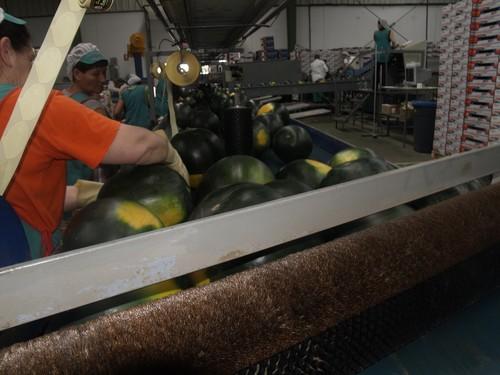 Fepex valora la oferta de la gran distribución para normalizar los mercados de frutas y hortalizas