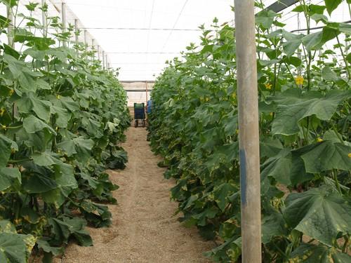Fepex pide al Gobierno que demande a la Comisión si ésta no asume el cien por cien de los daños a las frutas y hortalizas españolas
