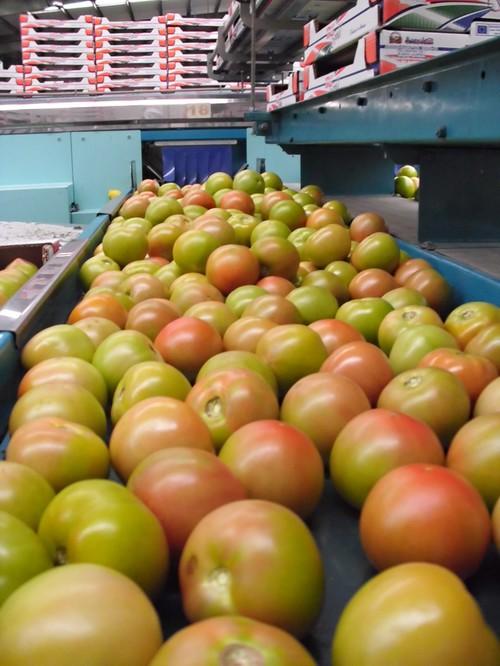 La exportación de frutas y hortalizas aumentó un 19% en el primer cuatrimestre de 2011