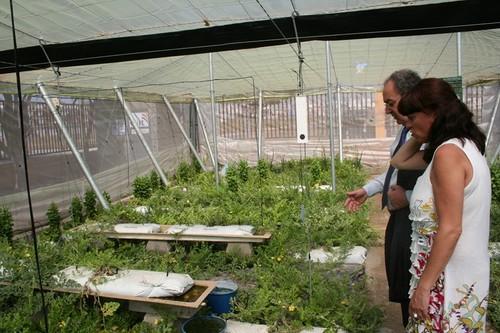 Los escolares del colegio de La Loma de Santo Domingo cultivan su propio invernadero