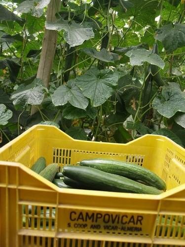 El diferencial entre la huerta y la mesa se dispara por encima del 600% por la “crisis de la E.coli”