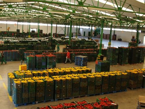 Los bajos precios y la 'crisis del pepino' dificultan la campaña estival