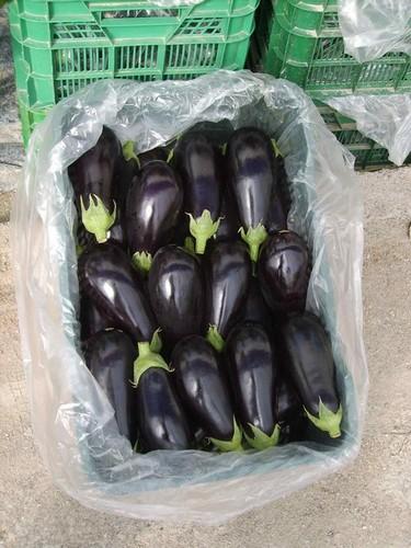 Ucrania prohíbe la importación de vegetales de la Unión Europea