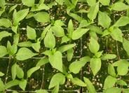 Mejora genética de plantas, la innovación adoptada por los agricultores que hacen un uso eficiente de los recursos