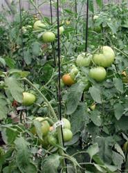 Agricultura y turismo mantienen el pulso de Almería
