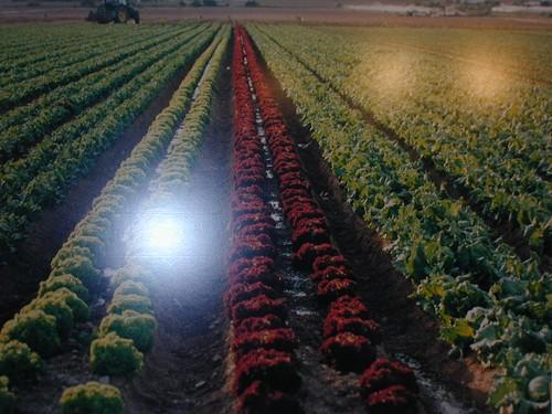 El sector agroalimentario se ajusta frente al descenso del consumo