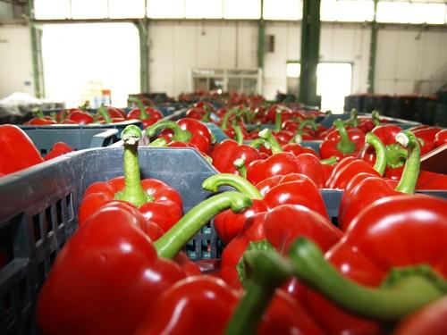 El sector contará con más pimiento California en la próxima campaña