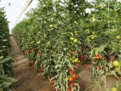 Rosa Aguilar anuncia el II Plan Integral de Actuaciones para el Fomento de la Agricultura Ecológica