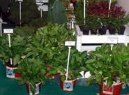 Quince empresas españolas participan en la feria de planta ornamental de Padua que comienza hoy