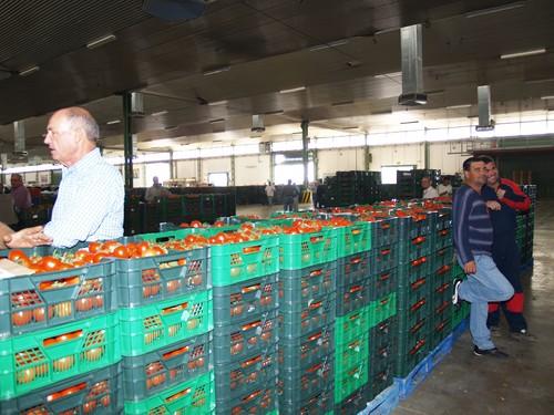 El calor marca el inicio de la campaña hortícola almeriense