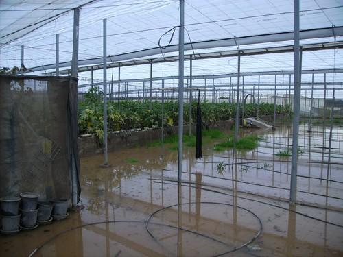 La Concejalía de Agricultura de Adra inicia su campaña de limpieza de arcenes en más de una decena de caminos rurales