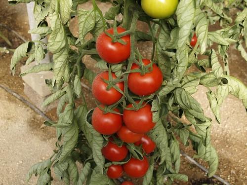 Asignados inicialmente 9 millones para compromisos agroambientales en Producción Ecológica