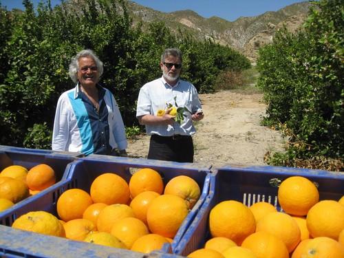Almería exporta más de 17.600 toneladas de cítricos entre enero y julio, un 25% más que en 2010