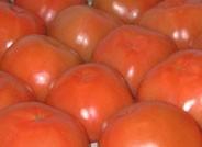 El tomate almeriense se vende hoy a la mitad del precio de hace un año