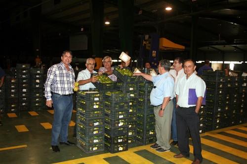 CASI inicia las subastas con el objetivo de vender 240 millones de kilos de tomate “a un precio digno”