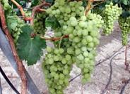 Aprobado el Reglamento que establece los requisitos para elaborar vino de Producción Integrada