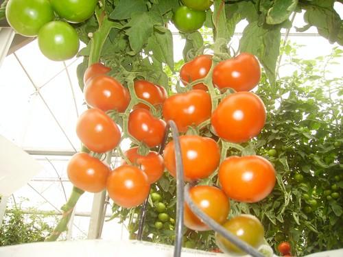  La producción de tomate industrial en Andalucía cae un 8% en la campaña 2011/2012