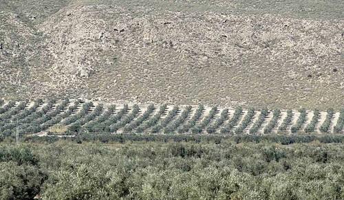 La Junta de Andalucía concede el premio “Calidad Certificada 2011” al aceite Castillo de Tabernas