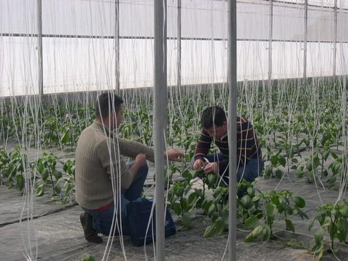 Más de 45.000 trabajadores agrícolas almerienses pasarán al Régimen General de la Seguridad Social el 1 de enero