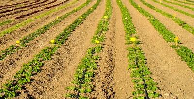 El Gobierno ha aprobado el Plan de seguros agrarios 2012 que consolida el sistema de aseguramiento y completa la universalización de la protección al sector agrario