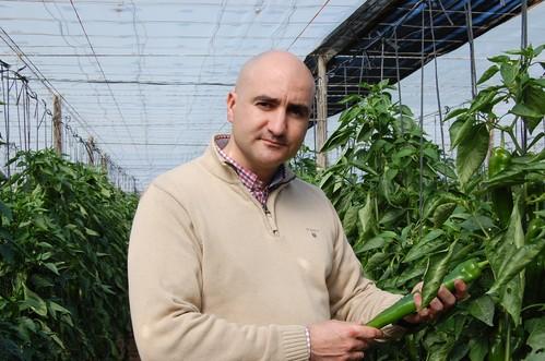 Agroponiente triplica la superficie de cultivo certificada bajo el sello de calidad Global GAP