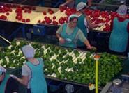 Ocho mil agricultores de OPFHs almerienses recibieron más de 34 millones de euros para Programas Operativos