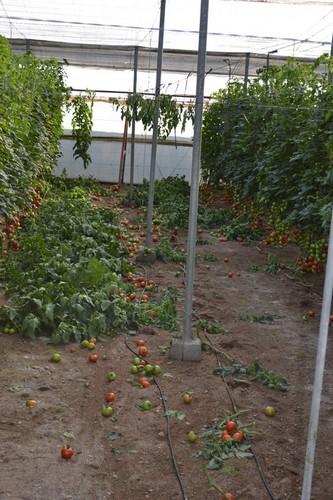 Destruyen el 20% de una finca de tomate en rama en La Gangosa