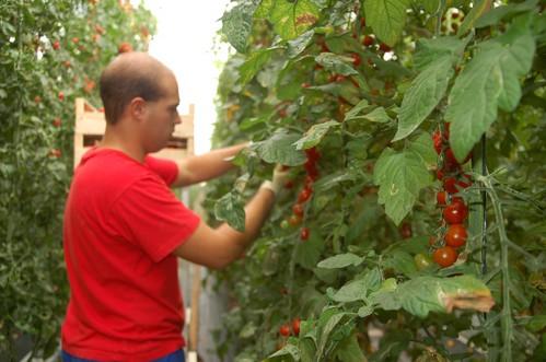 Almería exportó en octubre 134.700 toneladas de frutas y hortalizas, un 9% más que en el mismo mes del año 2010