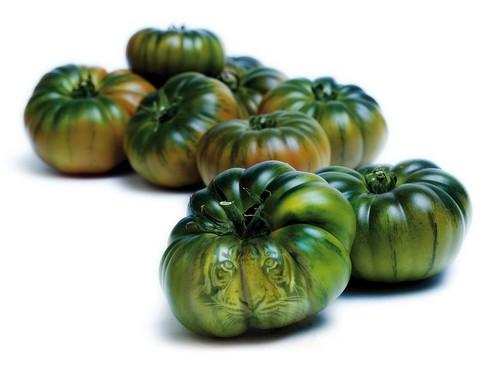 Caparrós alcanza la cifra de 10 millones de kilos en la venta de su tomate Tigre Verde