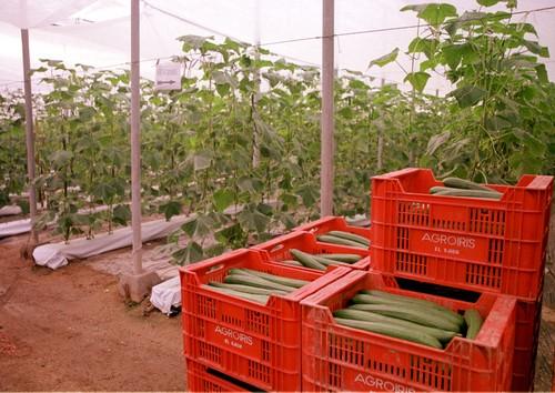 Agricultura mantiene en 2012 el nivel de subvenciones al plan de contratación de seguros agrarios