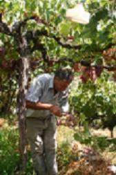 Terque acoge el día 22 la VI Campaña de Distribución de Parras de las Variedades Históricas de Uva de Mesa de Almería