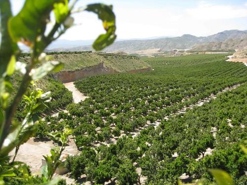 UPA denuncia los bajos precios que perciben los agricultores en la campaña de cítricos