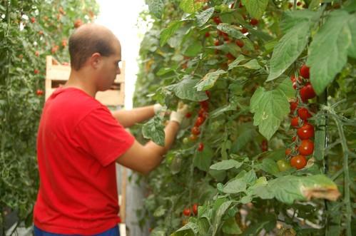 El PSOE de Almería trabajará sin descanso para que no se apruebe el nuevo acuerdo agrícola de la UE con Marruecos