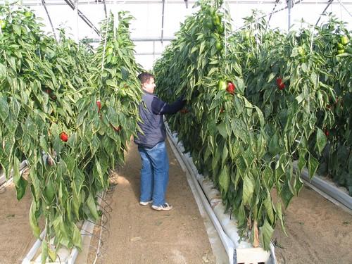 La Fundación Cajamar y la OTRI de Coexphal organizan el III Seminario Técnico Agronómico de la campaña 2011-2012