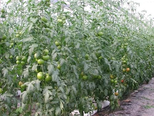 El PSOE de Almería reafirma su negativa a la aprobación del nuevo acuerdo agrícola con Marruecos