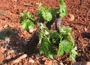 Las organizaciones agrarias previenen que la eliminación de los derechos de plantación acabaría con el modelo de producción de vino europeo tal y como lo conocemos
