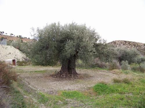 La Consejería de Agricultura imparte un curso de poda de olivar en la Oficina Comarcal Agraria de Albox