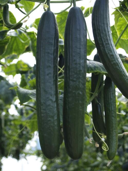 Syngenta muestra a los productores la efectividad de la variedad de pepino Almería 'Kantaka'